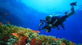 Coral reef, tropical fish and scuba diver with a big camera